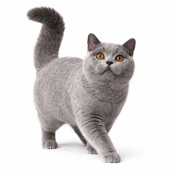 Короткошерстная